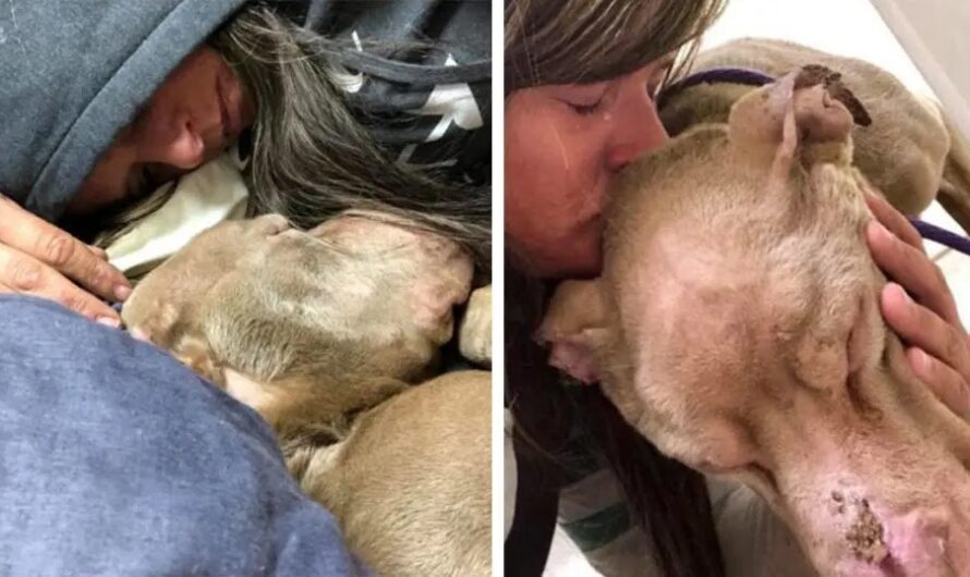 A college student spends the entire night holding a dying sanctuary dog in her arms so that the dog would not pass away alone.