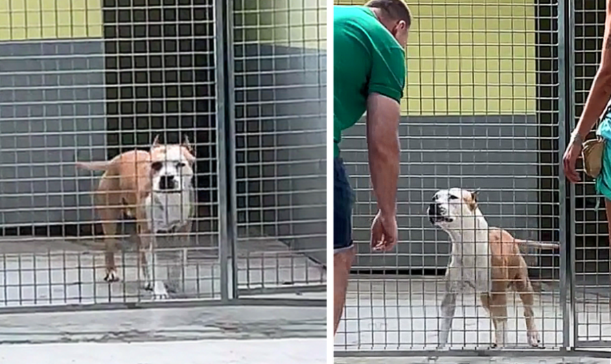 After spending 270 days in a shelter, a dog jumps for joy when someone finally pays attention to him