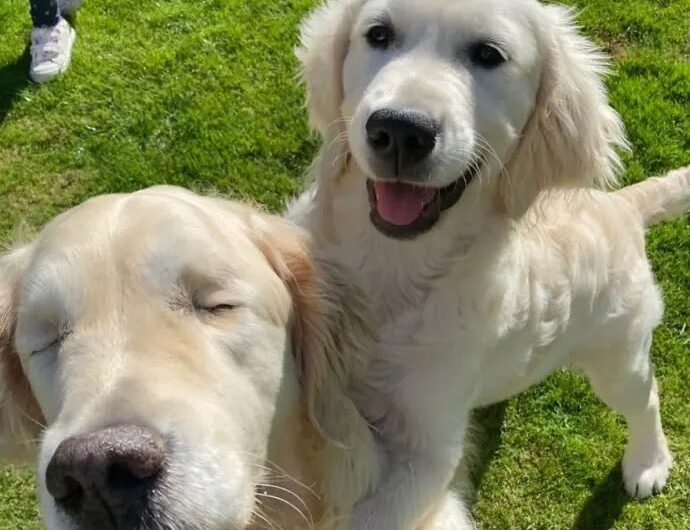 Golden Retriever Puppy Becomes Seeing Eye Dog For A Blind Senior Dog