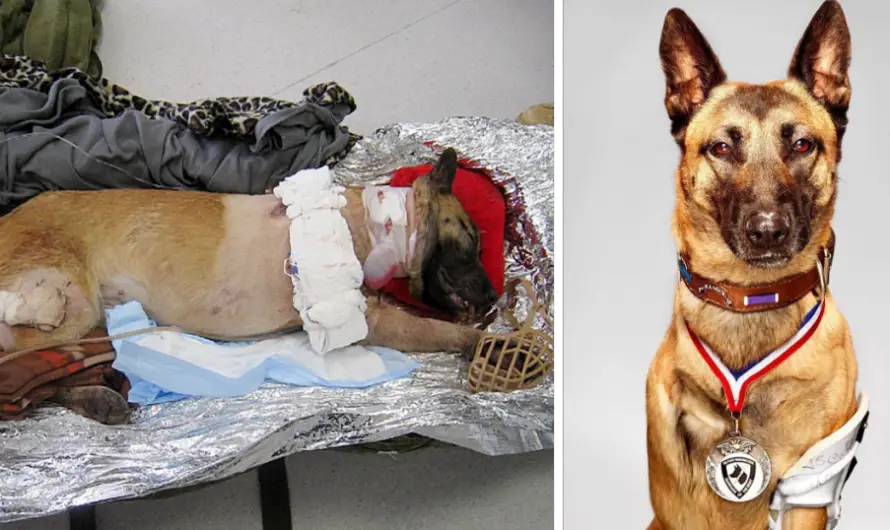 Soldier Adopts Badly Injured Military Dog That Saved His Life. The event has spread and inspired around the world about the bravery of animals and human love