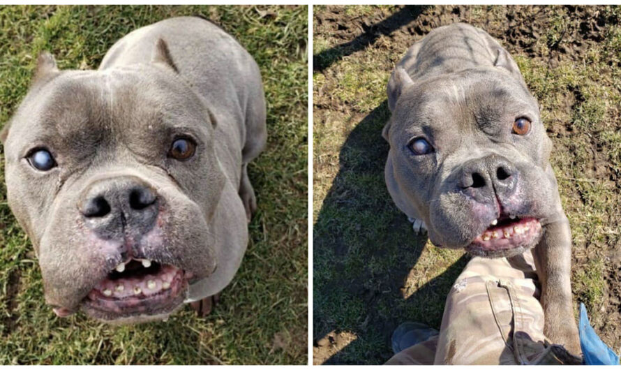 ‘Ugly’ pit bull that no one wanted finally finds a home after long wait