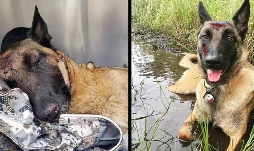 A brave, brave dog protects its owner against the sudden and dangerous attack of a mountain lion