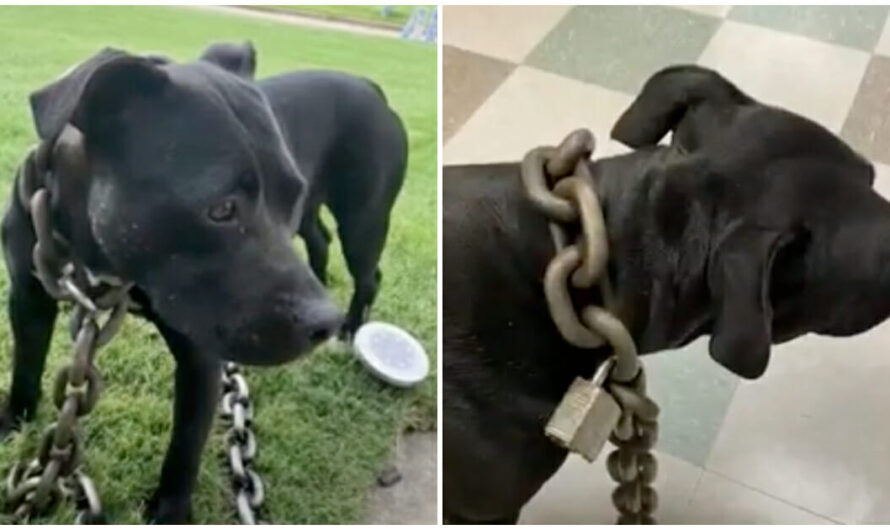 Stray Dog Found With Heavy Chain Around Neck Prompts Lawmaker To Draft New Animal Abuse Law