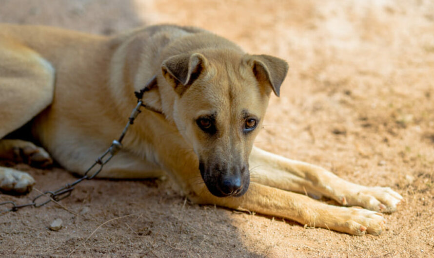 Tennessee considering new law that would make it illegal to chain up a dog in extreme weather