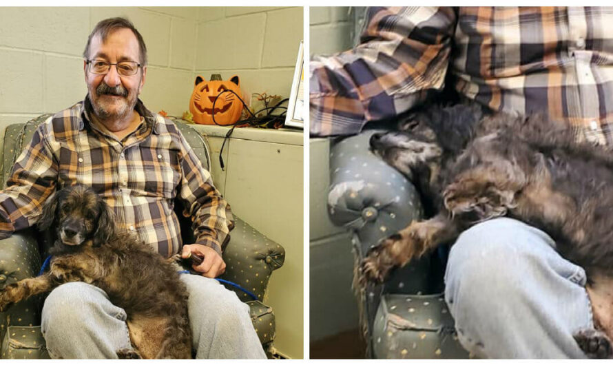 Old shelter dog falls asleep in new owner’s arms when he finds out he’s getting adopted