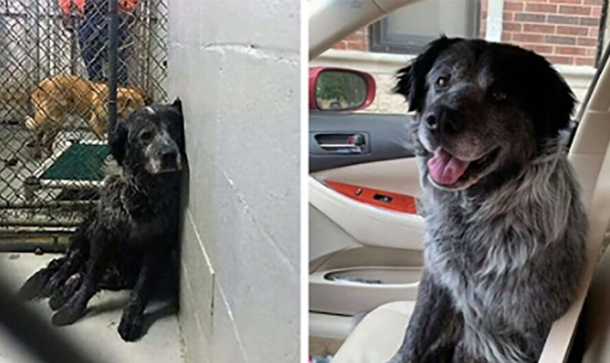 ‘Abandoned And Broken’ Shelter Dog Can’t Stop Smiling When He Realizes He’s Found A Forever Home