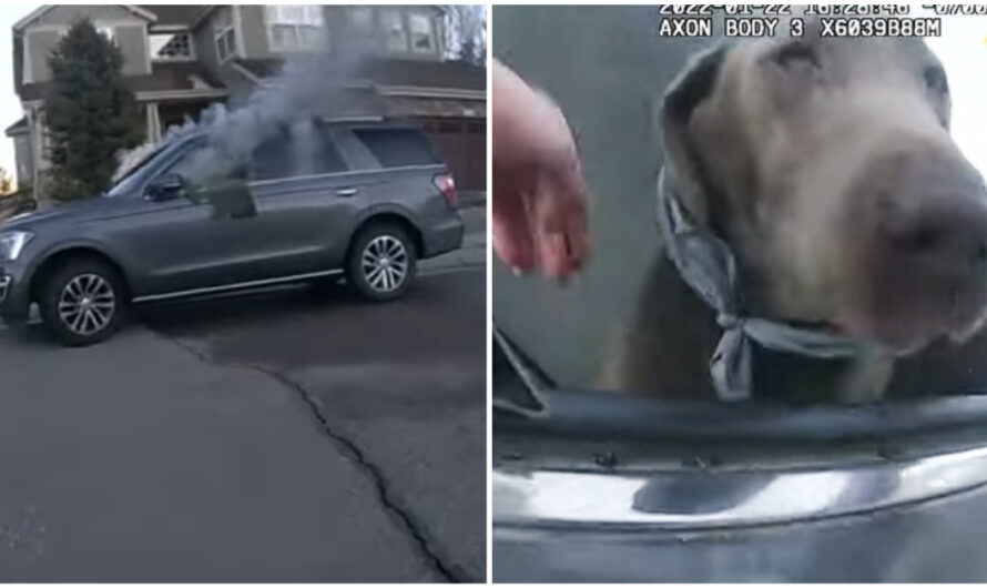 Deputy Saves Dog From Burning Car