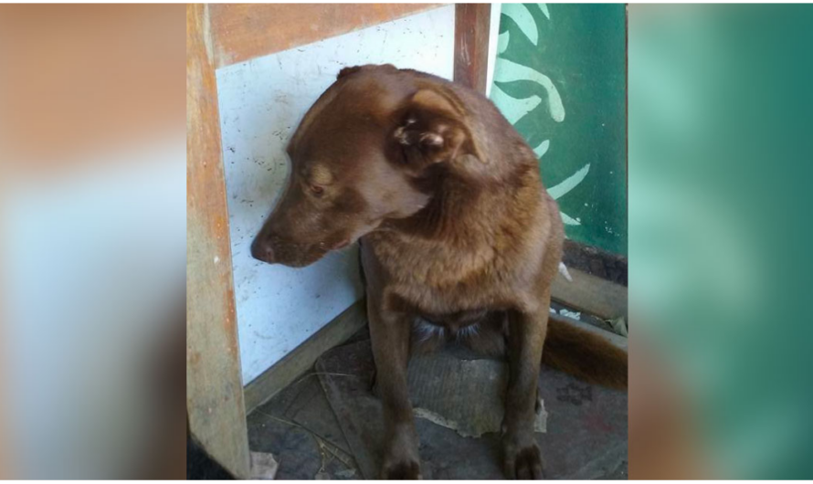 Disheartened Dog Was Alone At Shelter For 2-Years And Recognized A Familiar Smell