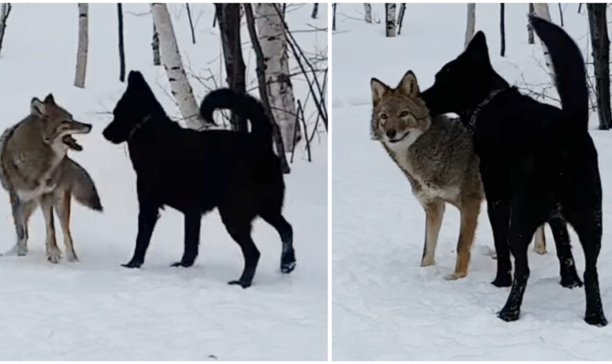 Dog Becomes Best Friends with Wild Coyote, and They Play Together Every Day