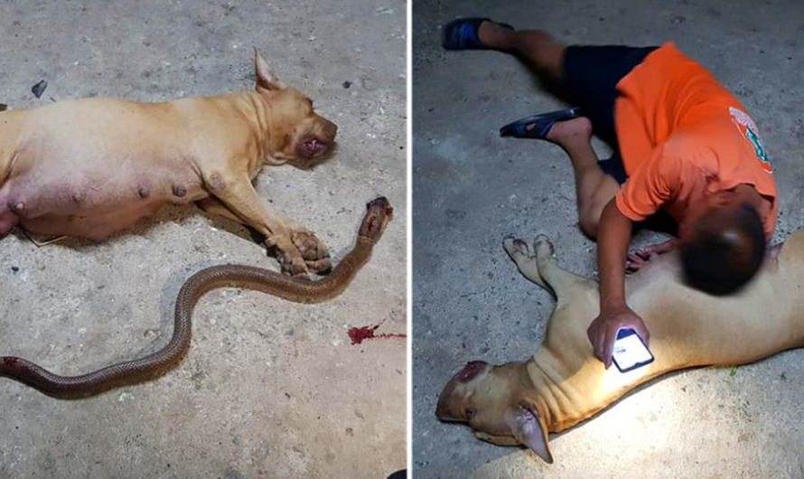 A Pregnant Pit Bull Gives up her “Puppies” to protect her Owner’s Daughter from an Cobra