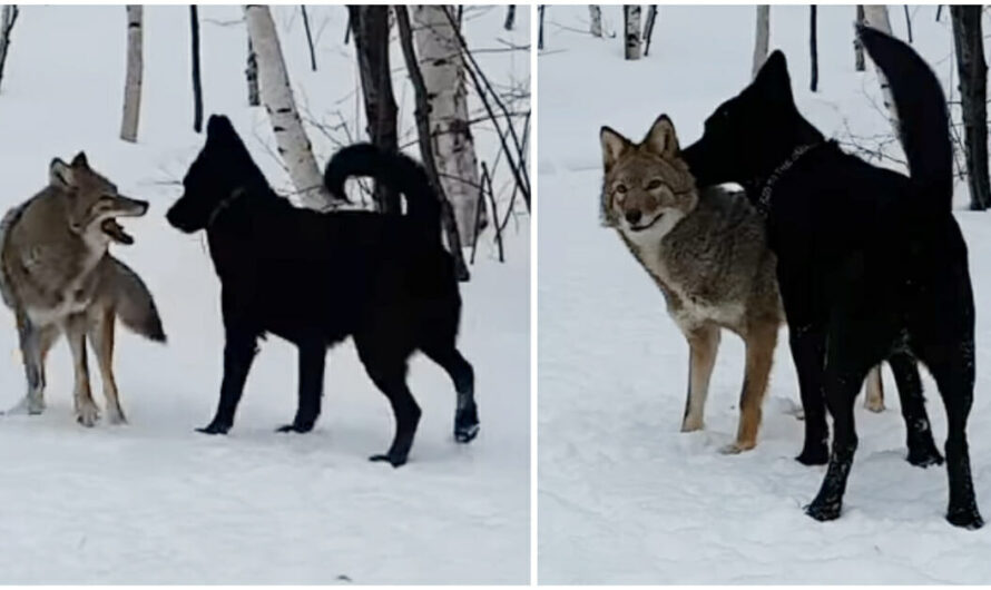 Dog becomes best friends with coyote, and they play together every day