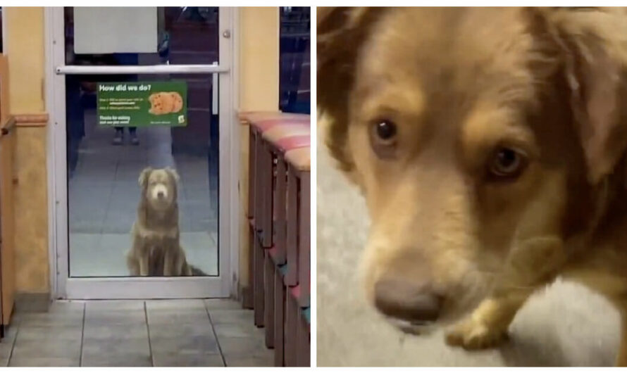 Homeless Dog Shows Up at Sandwich Shop Every Day to Get Her Free Meal