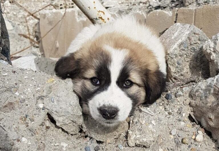 Soldier Saves a Puppy from Debris, Carrying their loyal Companion with him Always in His Backpack