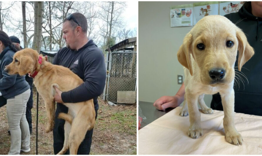 61 Dogs Rescued From ‘Unsanitary and Inhumane Living Conditions’ in Kennel