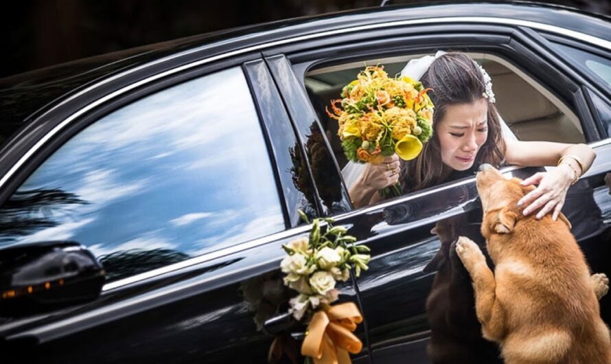 Dog’s Unyielding Pursuit, Yearning for a Last Glimpse of Beloved Owner, Before Boarding the Flower Car to Return Home to Her Husband