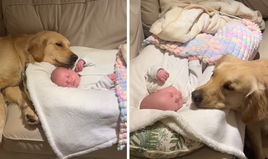 Bound by Love: Golden Retriever Forms an Unbreakable Bond with a Newborn, Becoming Their Constant Best Friend