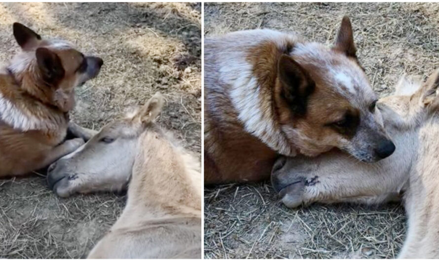 Rescue Dog Comforts Orphaned Foal After His Mom’s Death, Becomes His Guardian & Best Friend