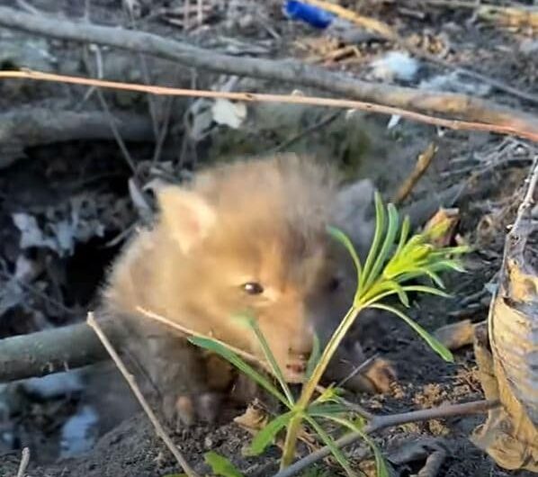 Baby Fox Becomes Attached To A Human And Her Dog After Being Rescued