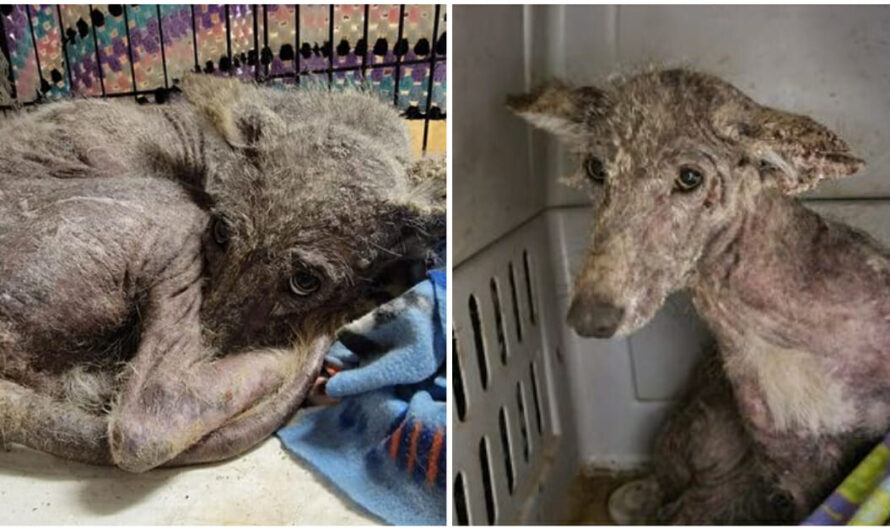 Woman rescues scared, emaciated animal — and no one can tell if it’s a dog or a coyote