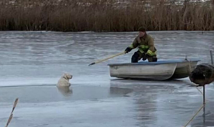 Firefighters come to the rescue of dog who fell through ice on frozen lake