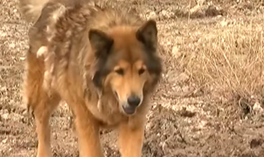 Stray Dog Evades Capture For Years Until Woman Shows Up And Changes Everything