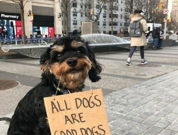 Popular Dog Gives Advice To People On How To Treat Dogs