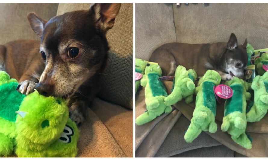 Senior Dog Gets Huge Surprise When His Favorite Toy Gets Discontinued