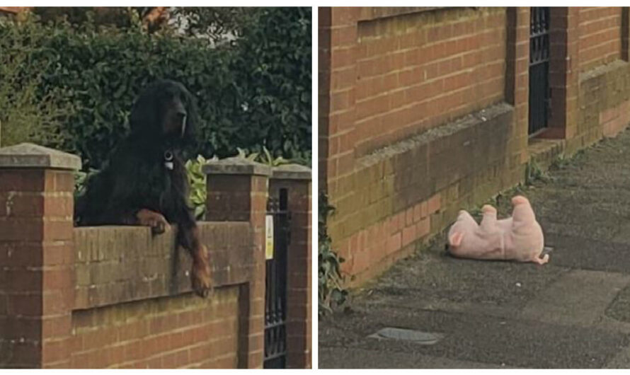 Woman Turns Car Around To Help A Dog Who Dropped His Stuffed Pig