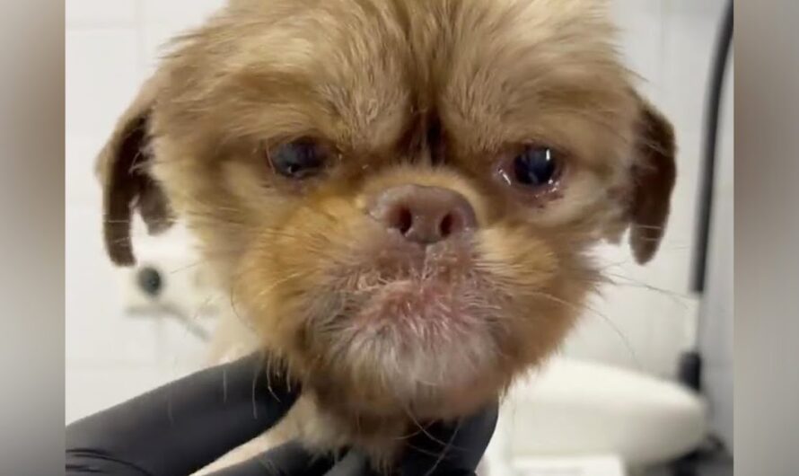 Puppy Bursts Into Tears After Being Rescued Off The Side Of The Road