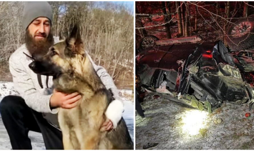 ‘Guardian Angel’ Dog Saves Owner Seriously Hurt In Crash By Running To Get Help