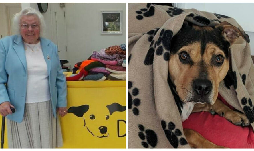 89-Year-Old Woman Knitted More Than 450 Coats and Blankets For Her Local Dog Rescue