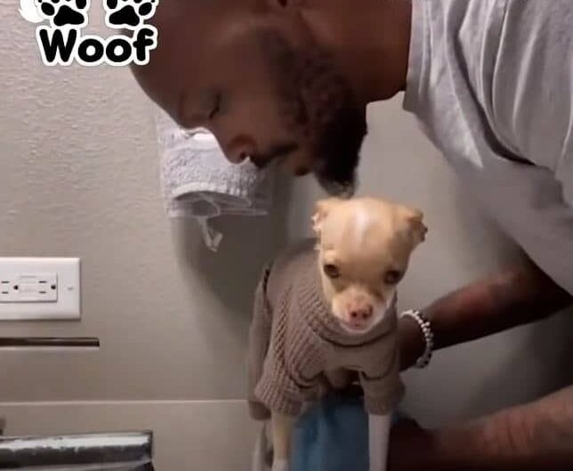 Dad Gently Washes The Tiny Dog He Didn’t Want While Whispering “I Love You”