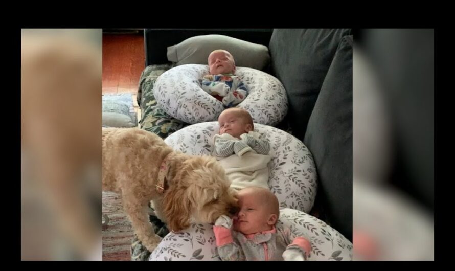 Sweet Dog Checks In On Newborn Triplets Every Day