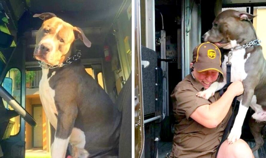 Pit Bull Finds Solace and New Hope in a UPS Driver Who Saves His Life and His Heart