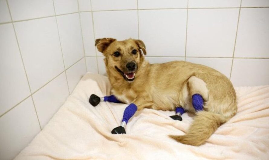 Monika the Rescue Dog Gets a Second Chance at Life with Four Prosthetic Legs