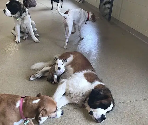 Sweet Pit Bull Loves to Take Naps on Fluffy Dogs at Her Doggy Daycare