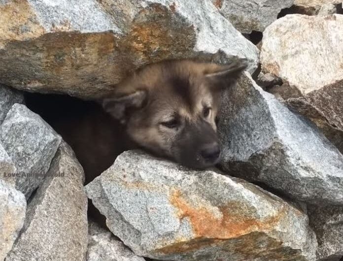 Dog Buried In Giant Pile Of Rocks, Rescue Story Touched Millions Of Hearts