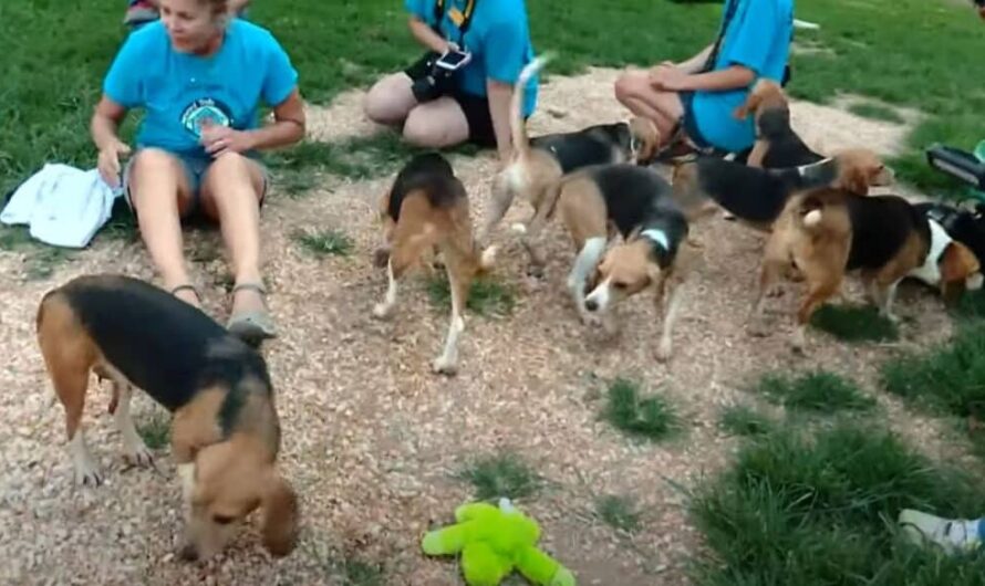 Rescued Beagles Experience Pure Joy in Their First Taste of Freedom