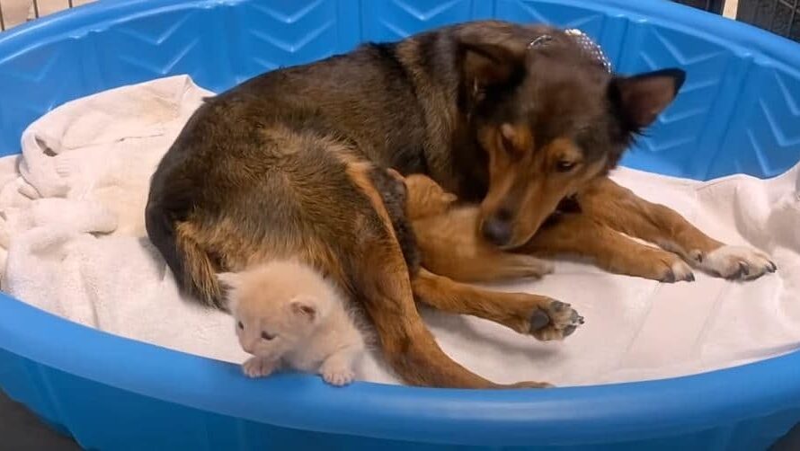 Heartbroken Dog Who Lost Her Puppies Has A Second Chance At Motherhood