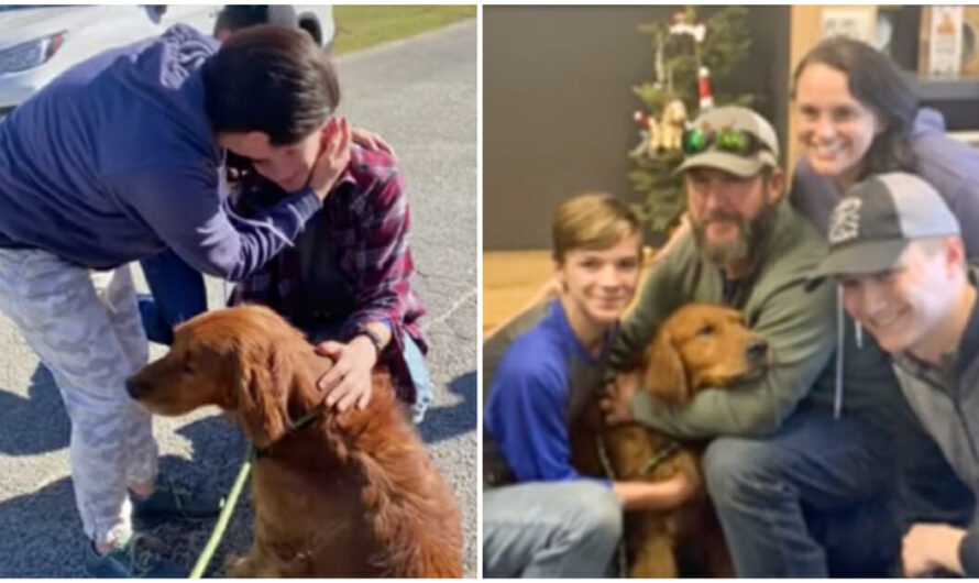 Family Gets Early ‘Christmas Miracle’ After Frantic 24-Hour Search For Lost Dog