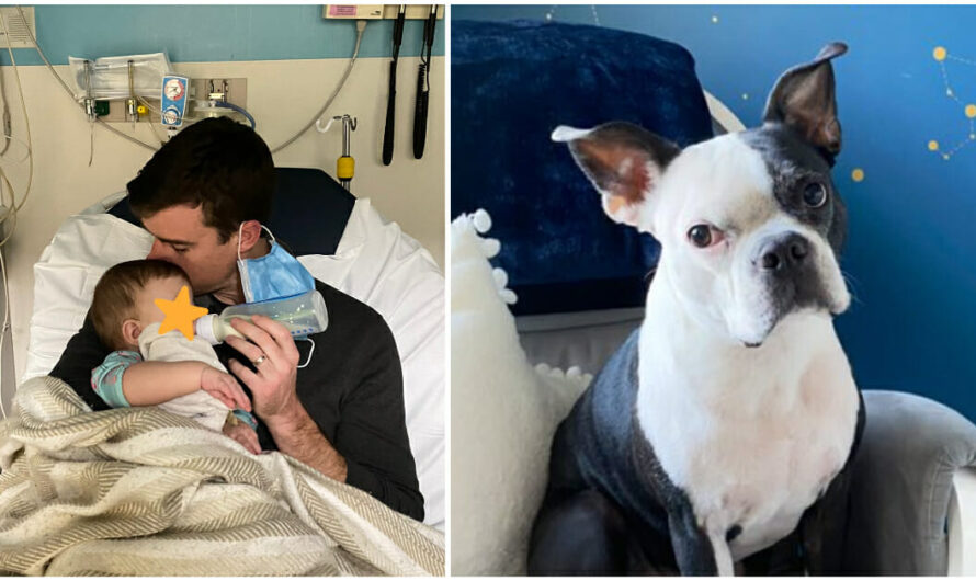 Dog saves baby girl’s life after she stopped breathing in the middle of the night