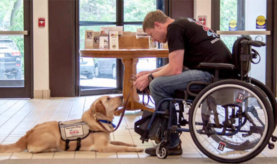 The Many Benefits of Service Dogs – Physical and Emotional