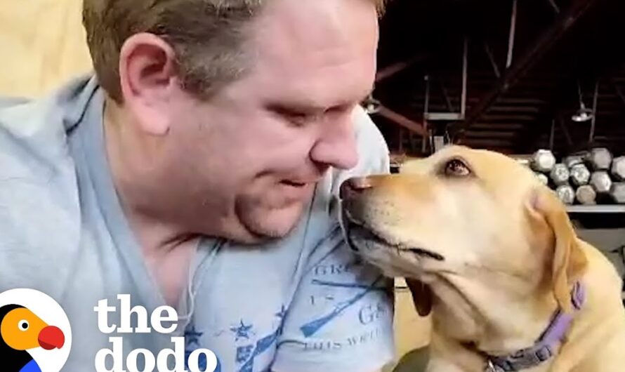 Rescued Labrador Joins Dad at the Gym – Their Heartwarming Fitness Journey Will Inspire You