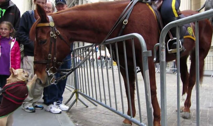 Unlikely Friends: French Bulldog’s Hilarious Reaction to Meeting Police Horse Will Leave You in Stitches