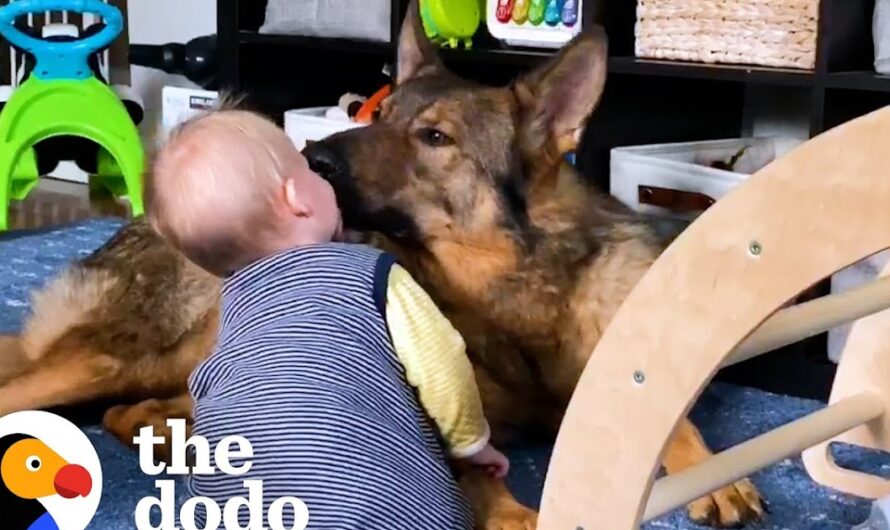 Irresistible Bond: Police Dog’s Unbreakable Connection with Adorable Baby Sister Will Melt Your Heart