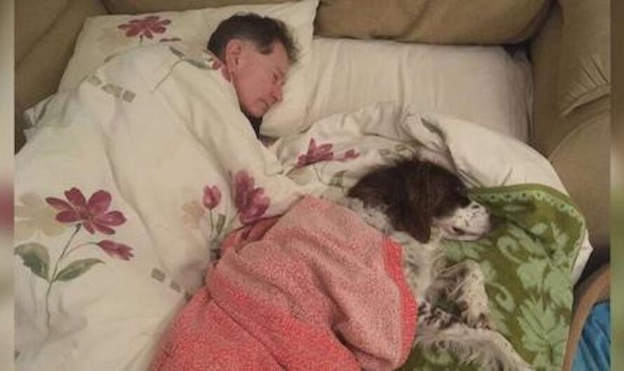 Dad Sleeps Downstairs On The Sofa With Their Senior Family Dog To Keep Him Company