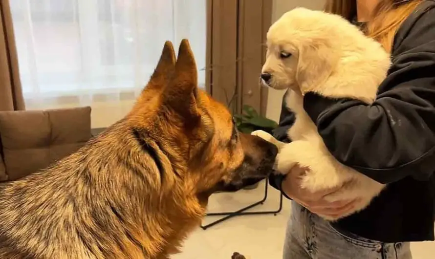 Unforgettable Encounter: German Shepherd and Golden Retriever Puppy’s Heartwarming First Meeting Will Melt Your Heart