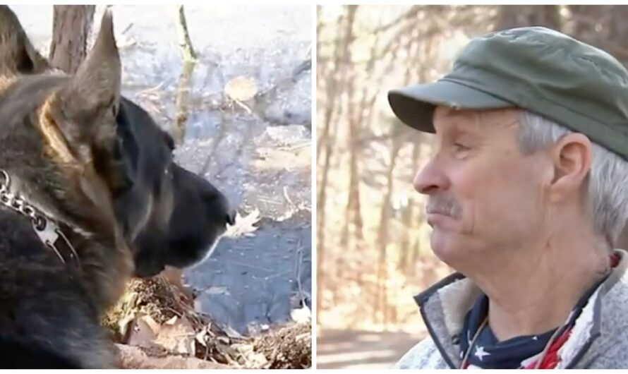 Man Is Alerted By Heroic Dog Of Danger Ahead – Saves His Life