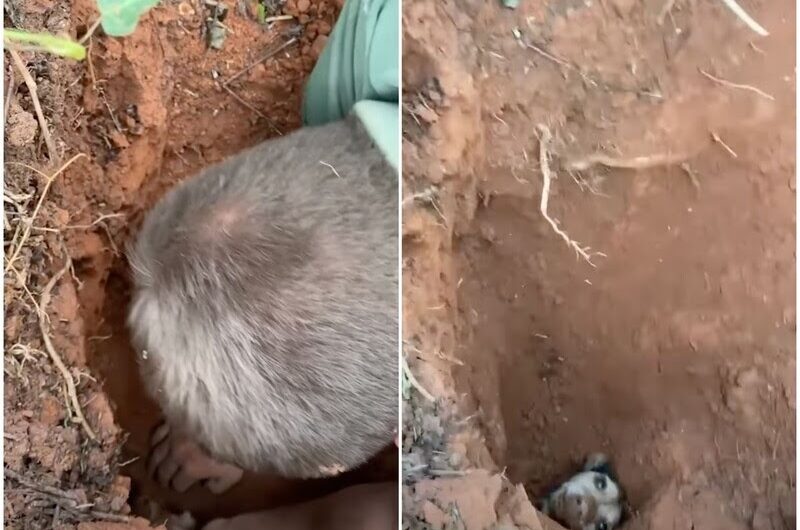 Miraculous Rescue: Dog Survives Being Buried Underground for 56 Hours