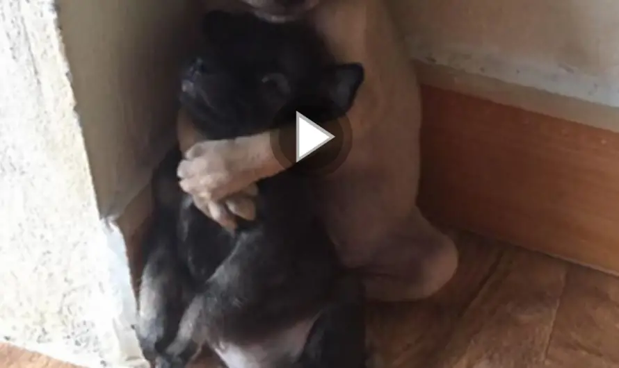 Two Abandoned Puppies Won’t Stop Hugging Each Other Even After Being Rescued